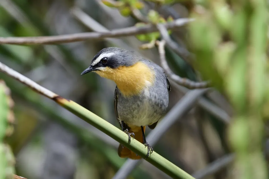 黄喉歌䳭（Dessonornis caffer）