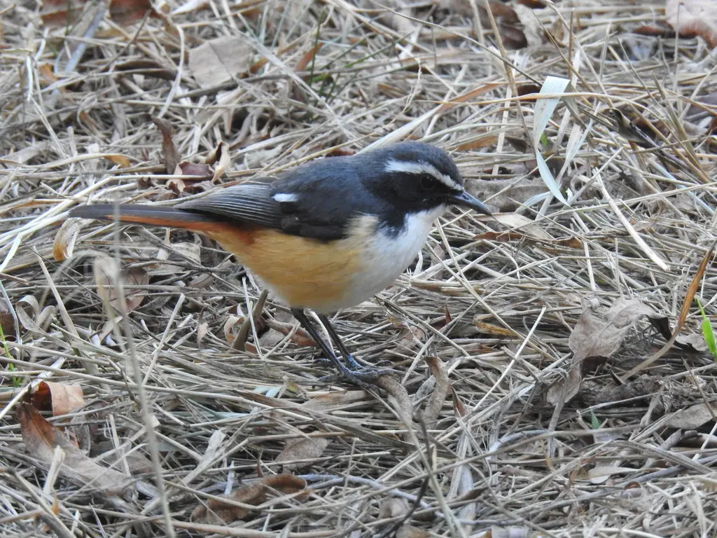 白喉歌䳭(Dessonornis humeralis)