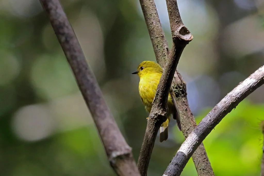 巴布亚小鹟(Devioeca papuana)