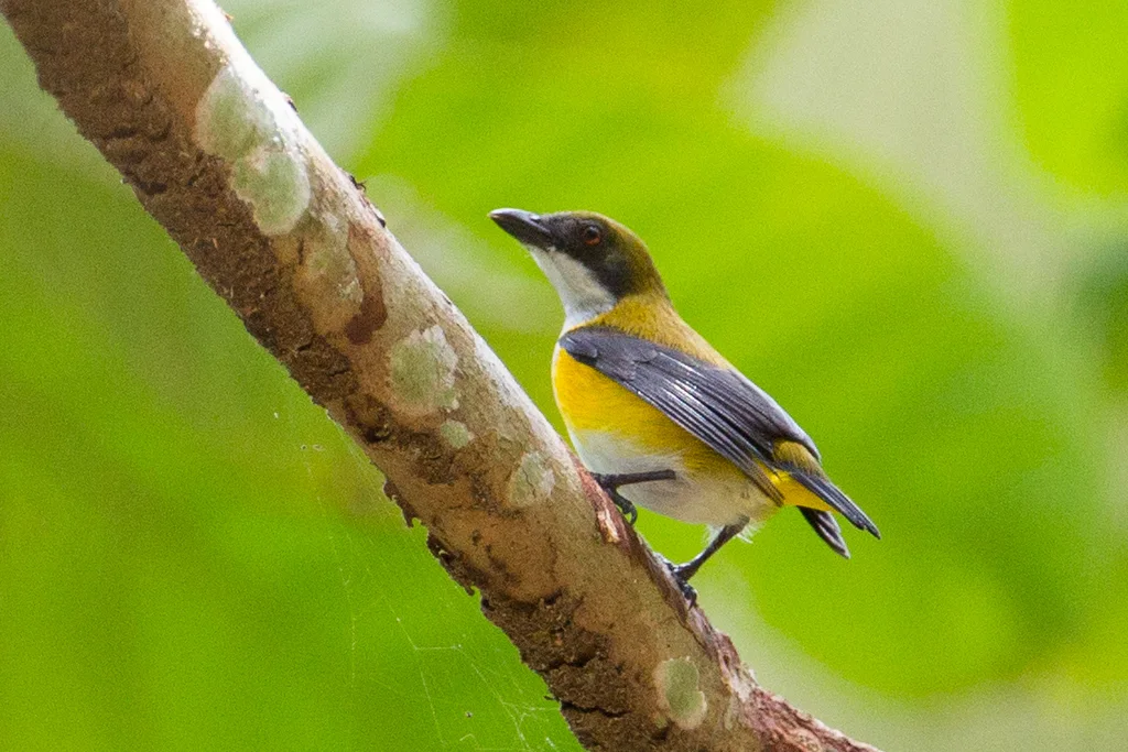 黄胁啄花鸟(Dicaeum aureolimbatum)