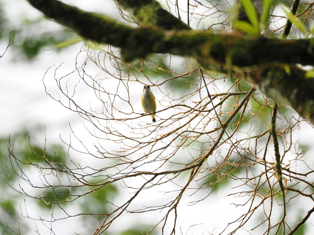 黄胁啄花鸟(Dicaeum aureolimbatum)