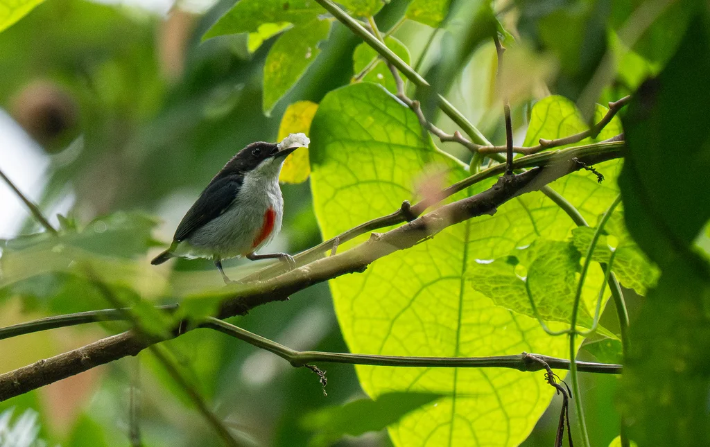 红纹啄花鸟(Dicaeum australe)