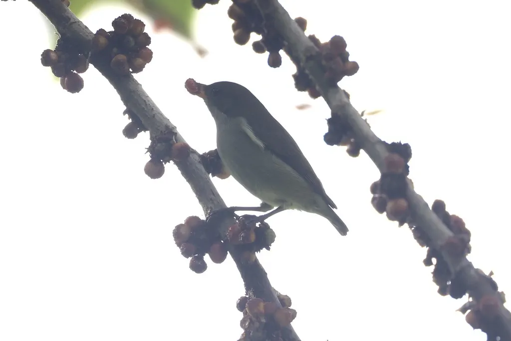双色啄花鸟(Dicaeum bicolor)