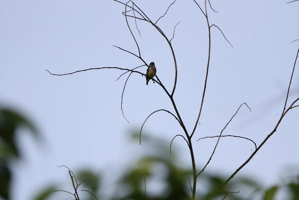淡红啄花鸟(Dicaeum erythrothorax)
