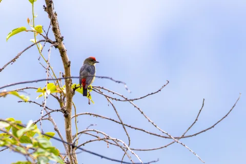 红顶啄花鸟