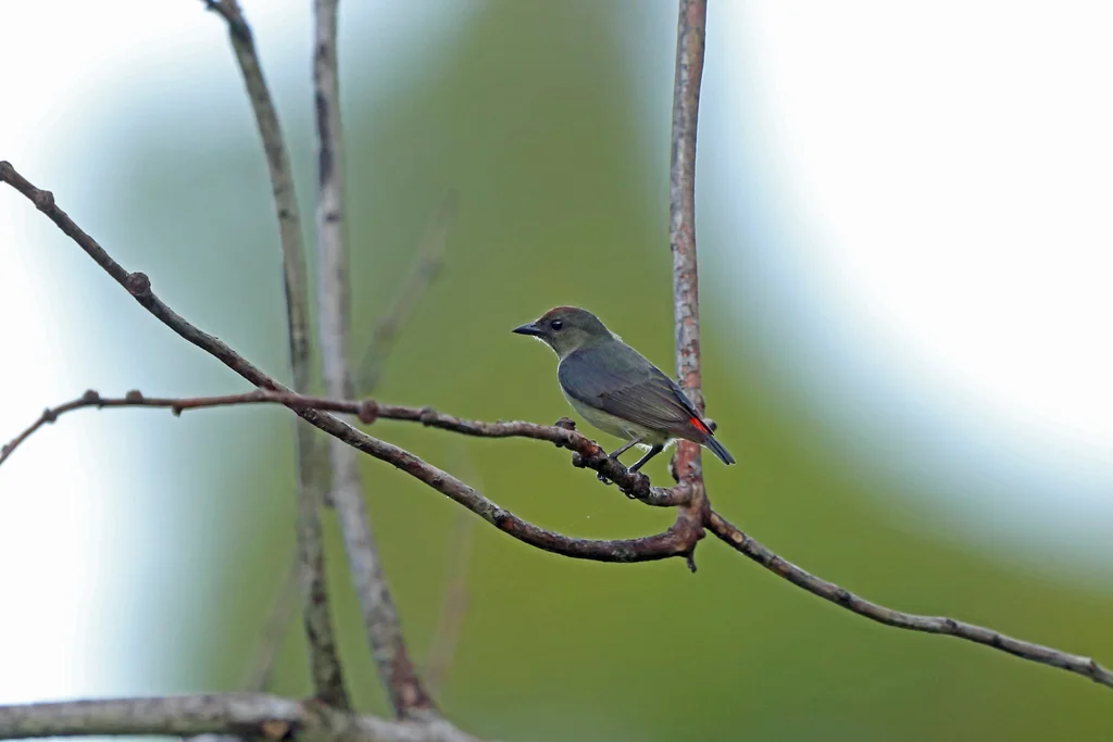 红顶啄花鸟(Dicaeum geelvinkianum)