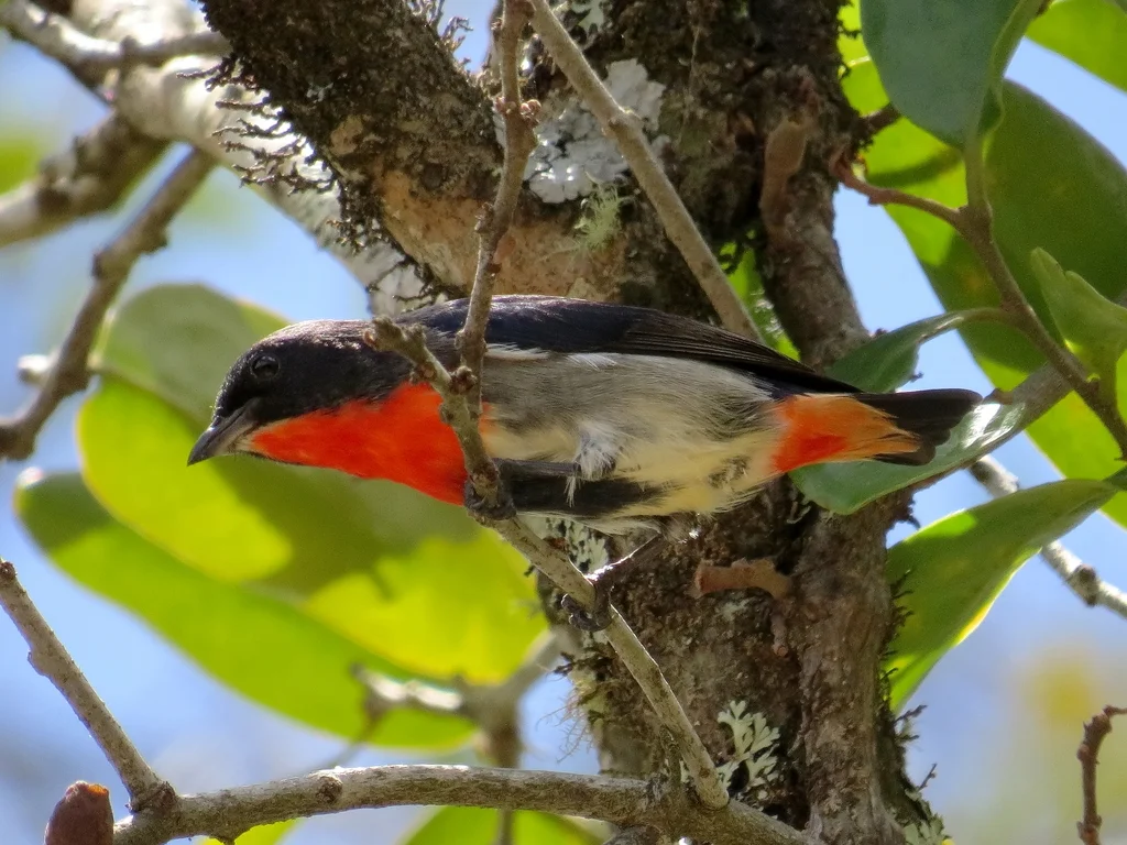 澳洲啄花鸟(Dicaeum hirundinaceum)