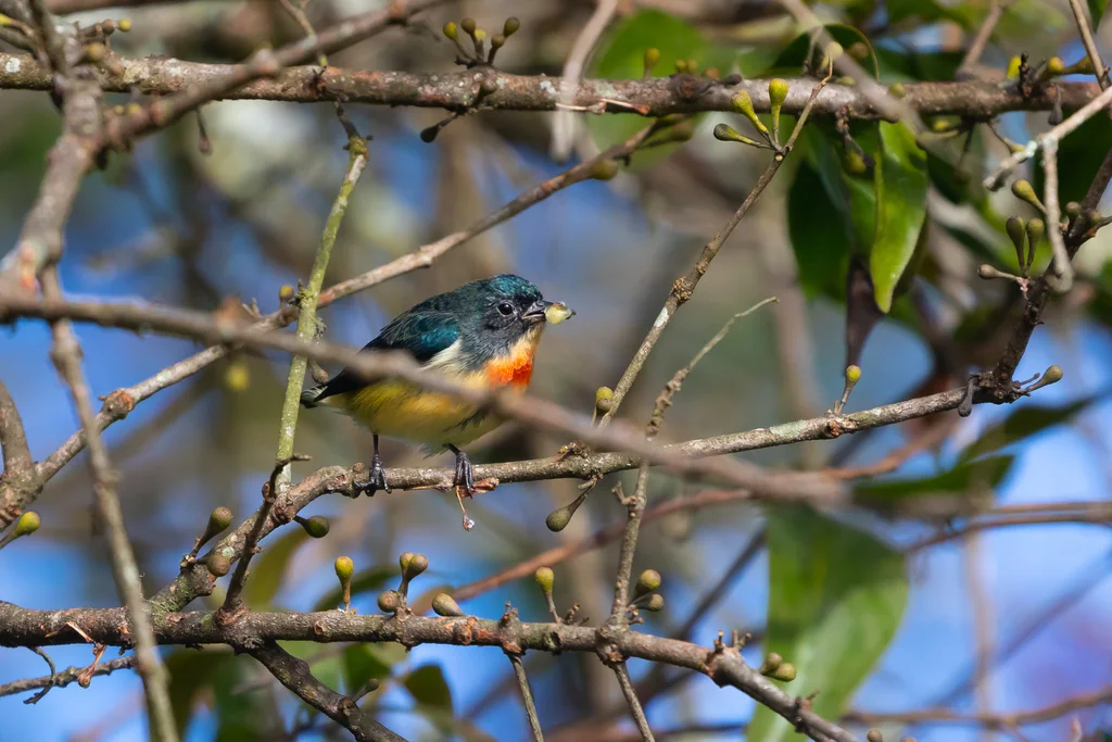 红胸啄花鸟(Dicaeum ignipectus)