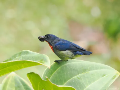 黑胁啄花鸟