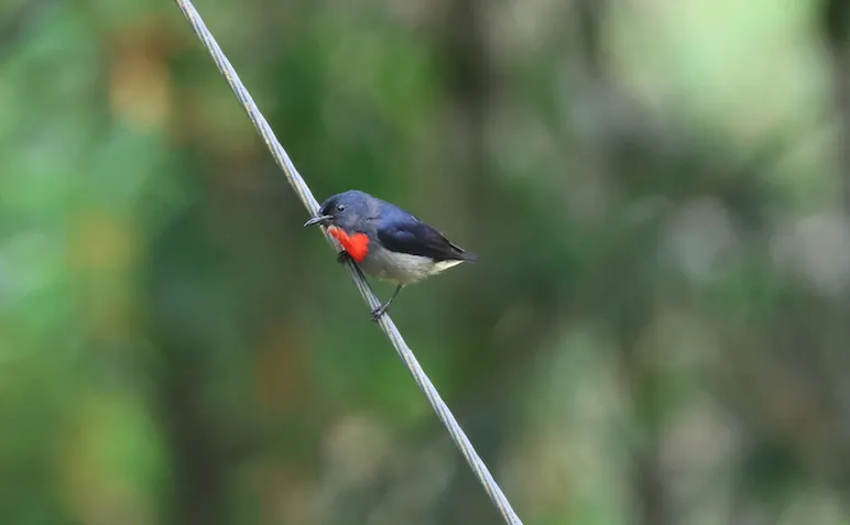 黑胁啄花鸟(Dicaeum monticolum)
