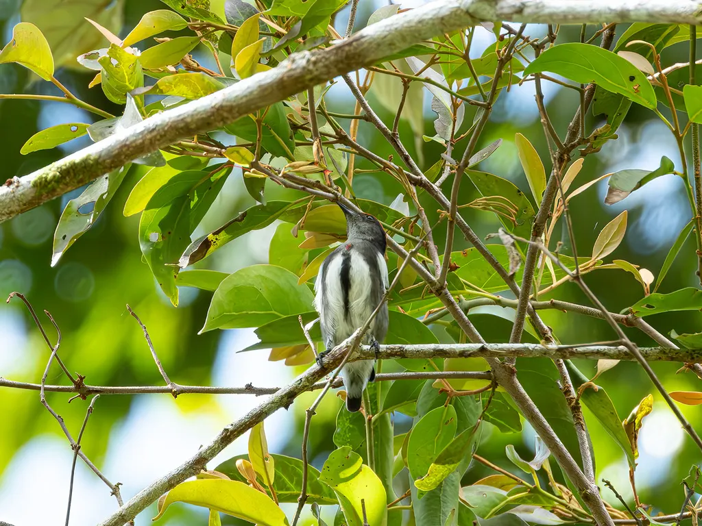 红冠啄花鸟(Dicaeum nehrkorni)