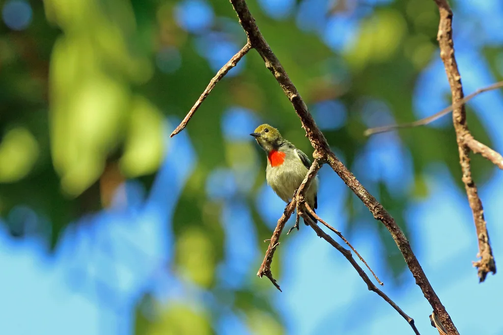 绿冠啄花鸟(Dicaeum pectorale)