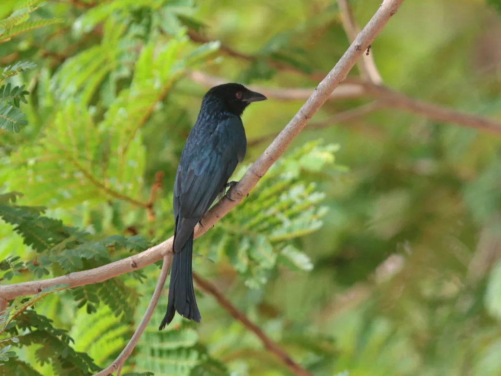 鸦嘴卷尾(Dicrurus annectens)