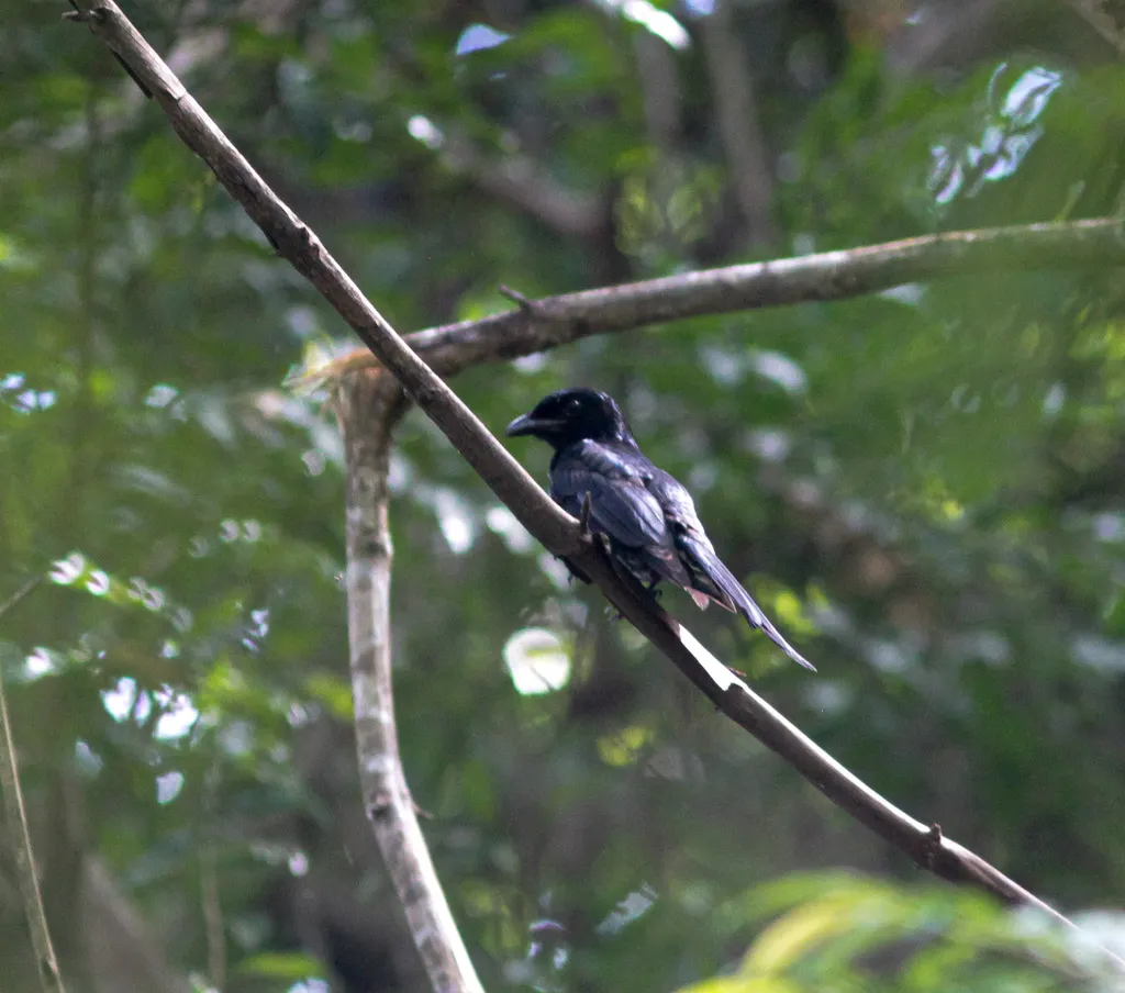 鸦嘴卷尾(Dicrurus annectens)