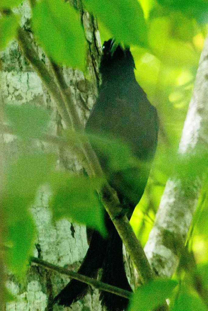 华莱士卷尾(Dicrurus densus)