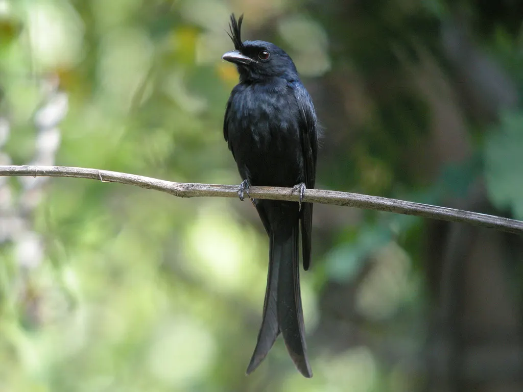 冠卷尾(Dicrurus forficatus)