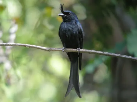 冠卷尾