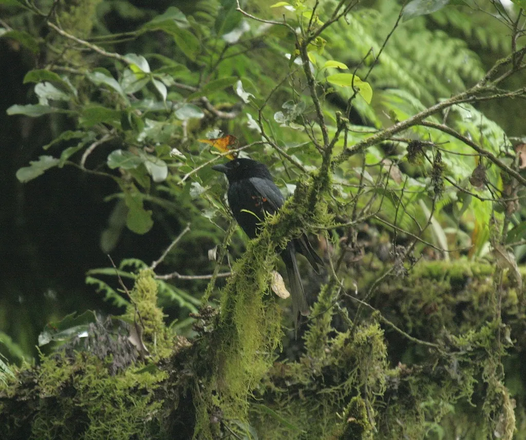 科摩罗卷尾(Dicrurus fuscipennis)