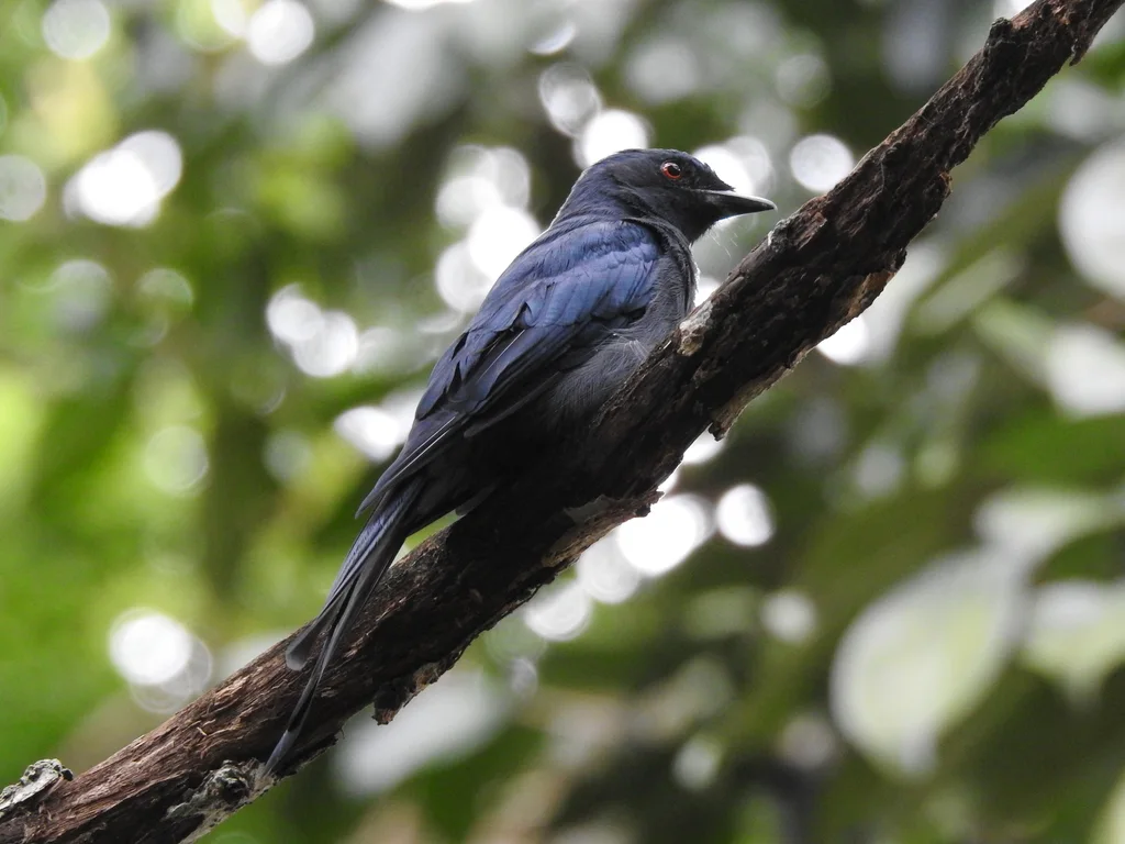 灰卷尾(Dicrurus leucophaeus)