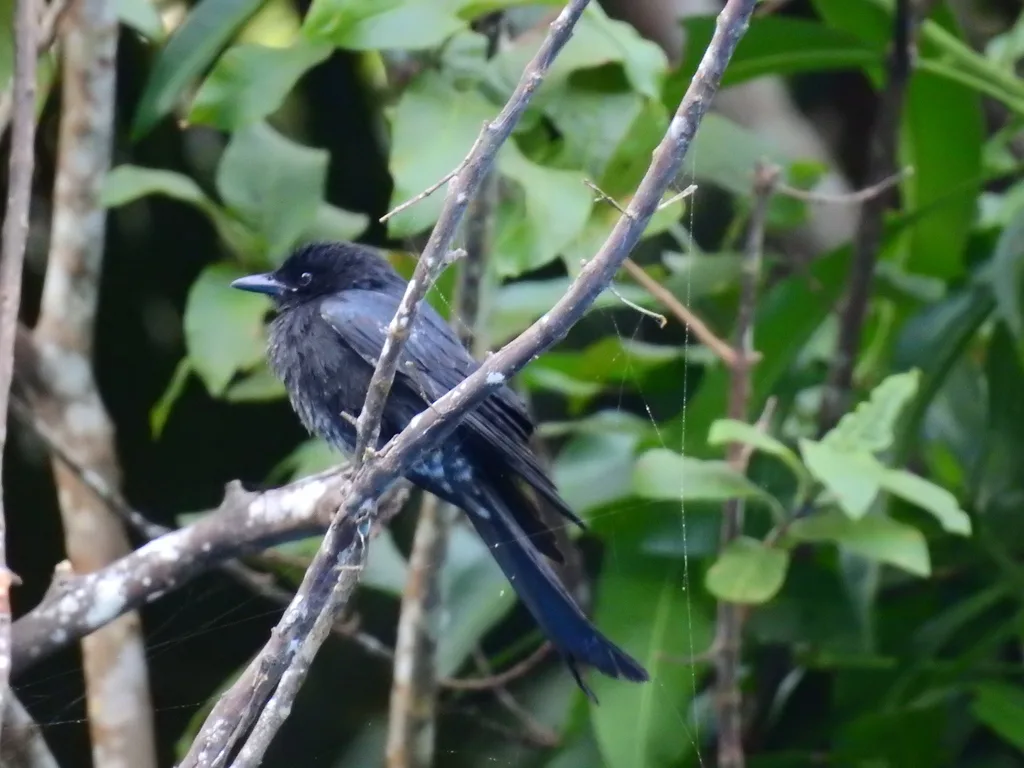 黑卷尾(Dicrurus macrocercus)