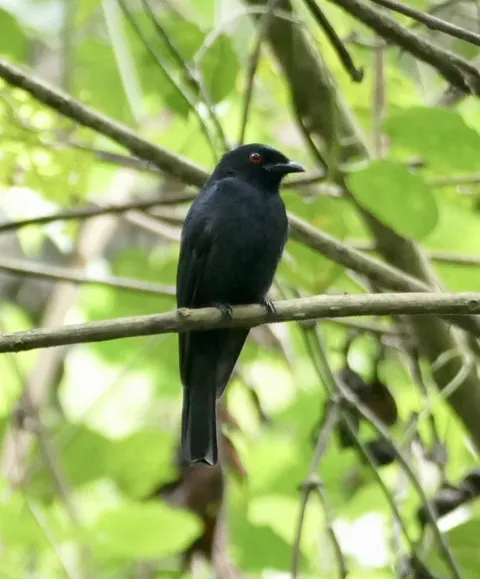 夏氏卷尾