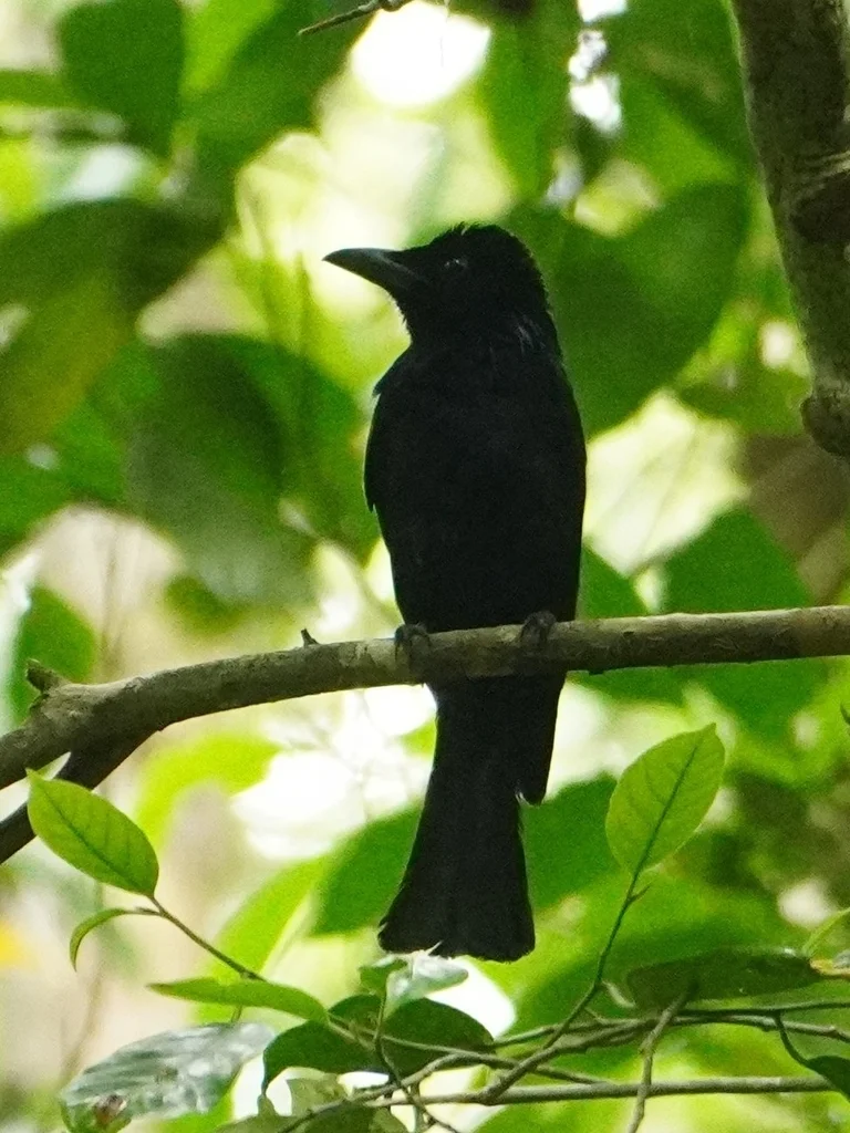 短尾卷尾(Dicrurus striatus)