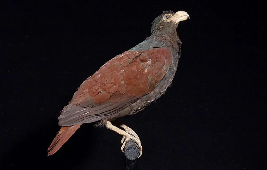 齿嘴鸠(Didunculus strigirostris)