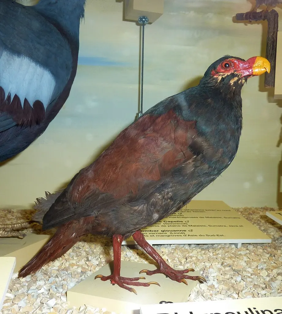 齿嘴鸠(Didunculus strigirostris)