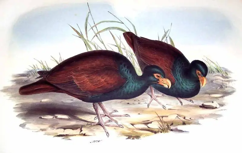 齿嘴鸠(Didunculus strigirostris)