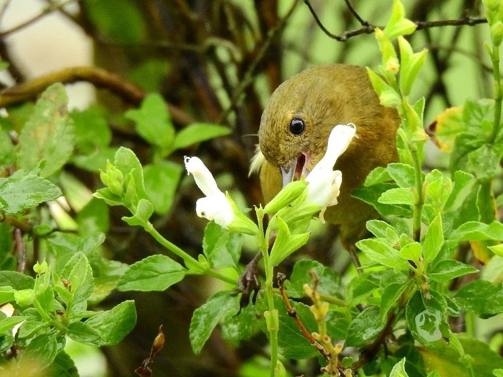 白胁刺花鸟(Diglossa albilatera)