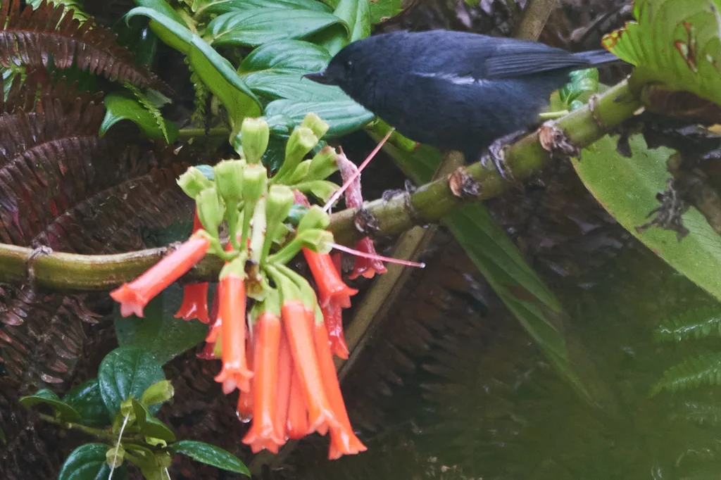 白胁刺花鸟(Diglossa albilatera)