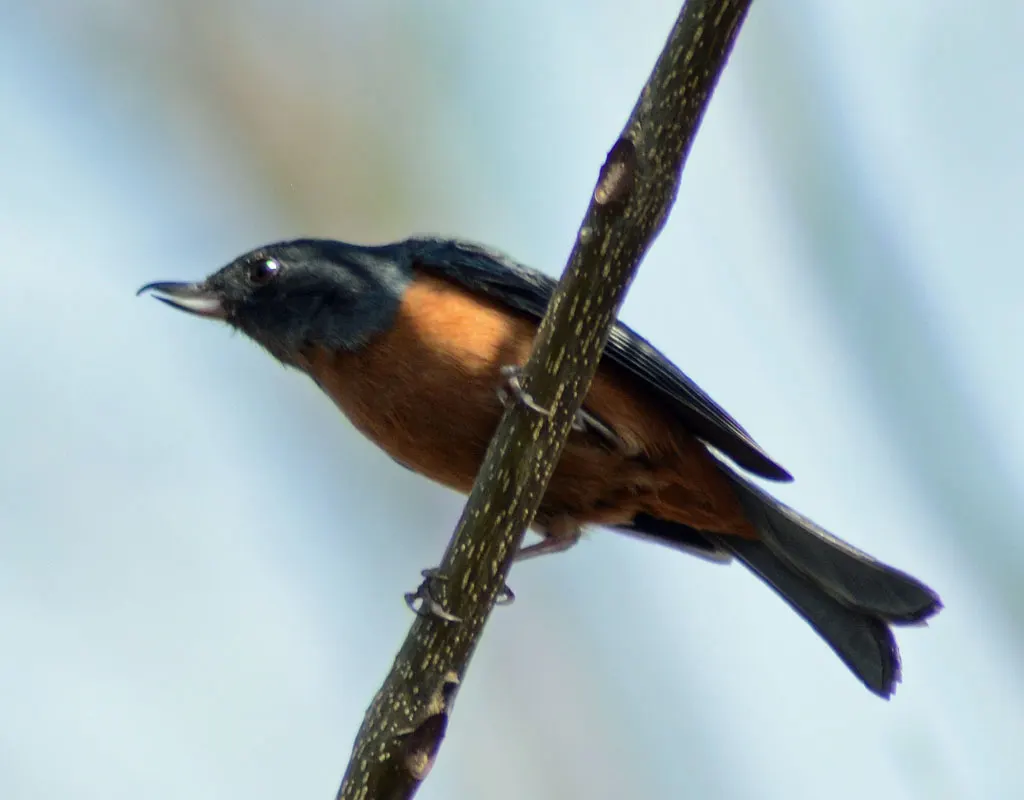 灰腹刺花鸟(Diglossa baritula)