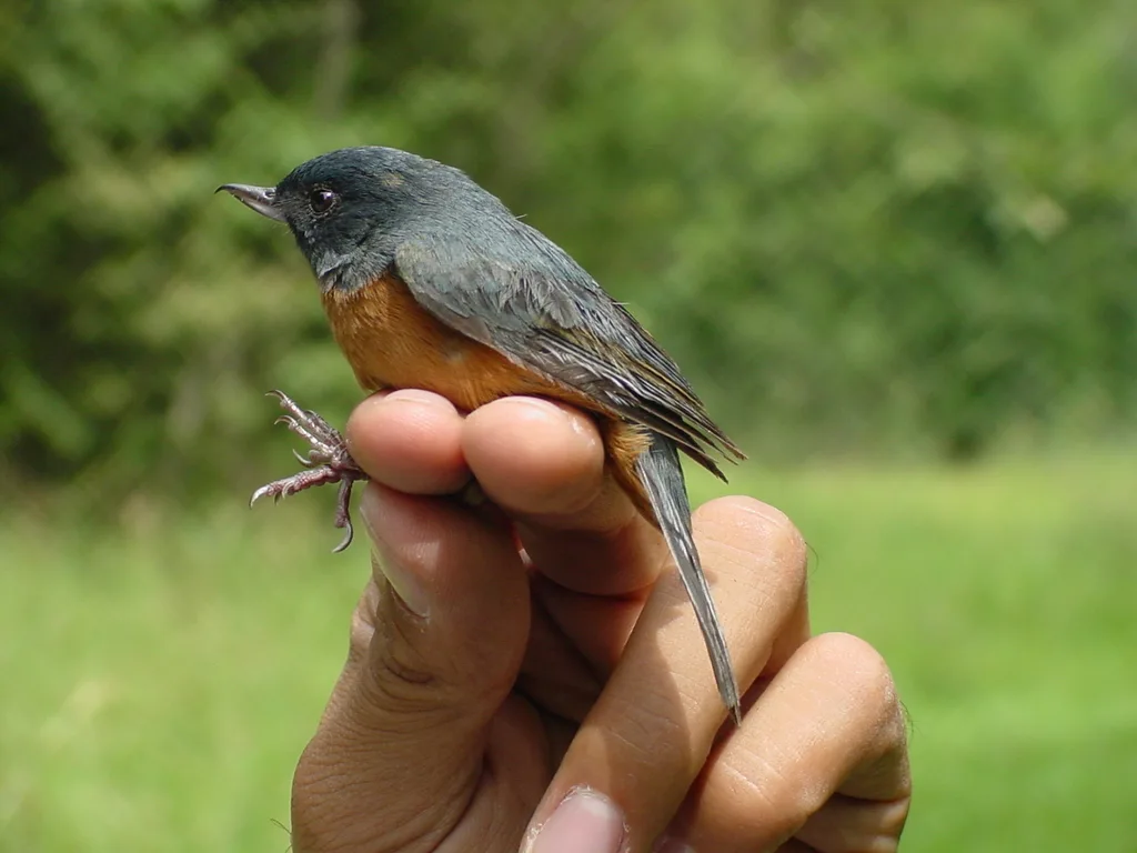 灰腹刺花鸟(Diglossa baritula)
