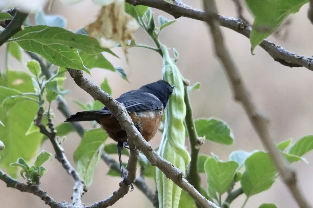 黑喉刺花鸟(Diglossa brunneiventris)