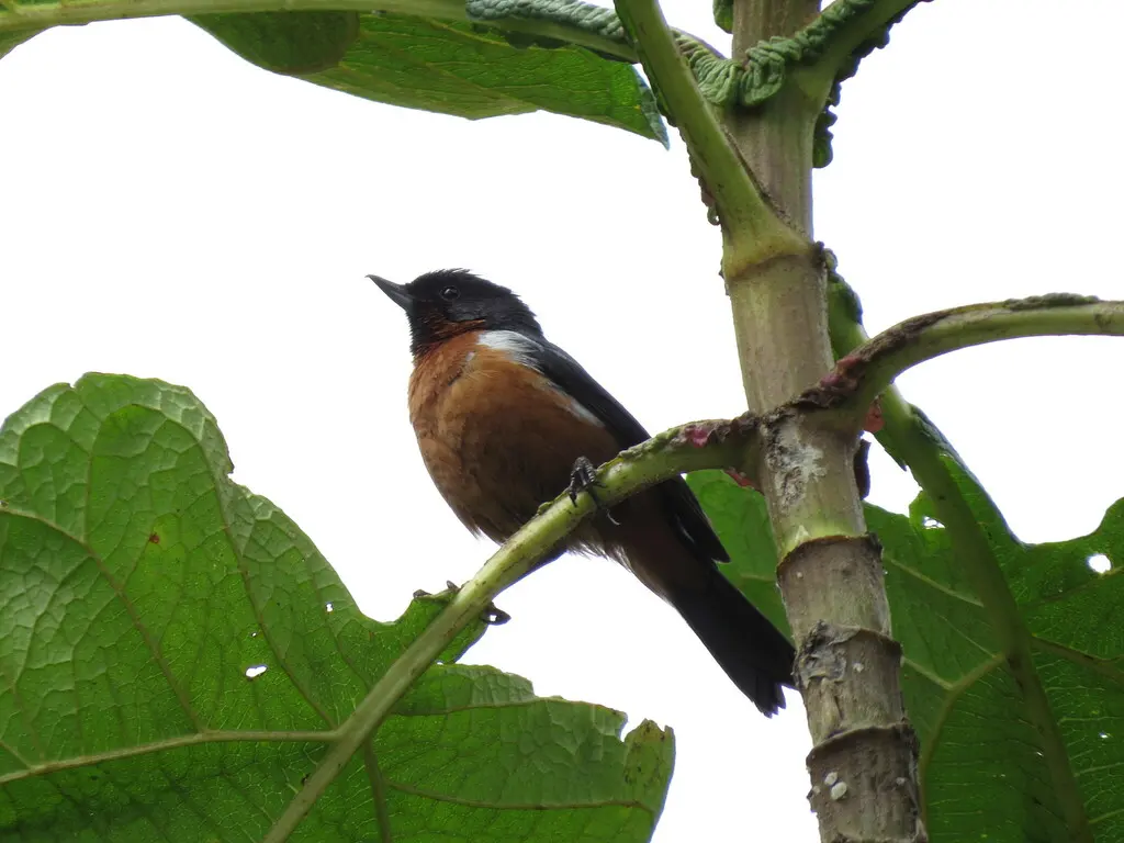 黑喉刺花鸟(Diglossa brunneiventris)
