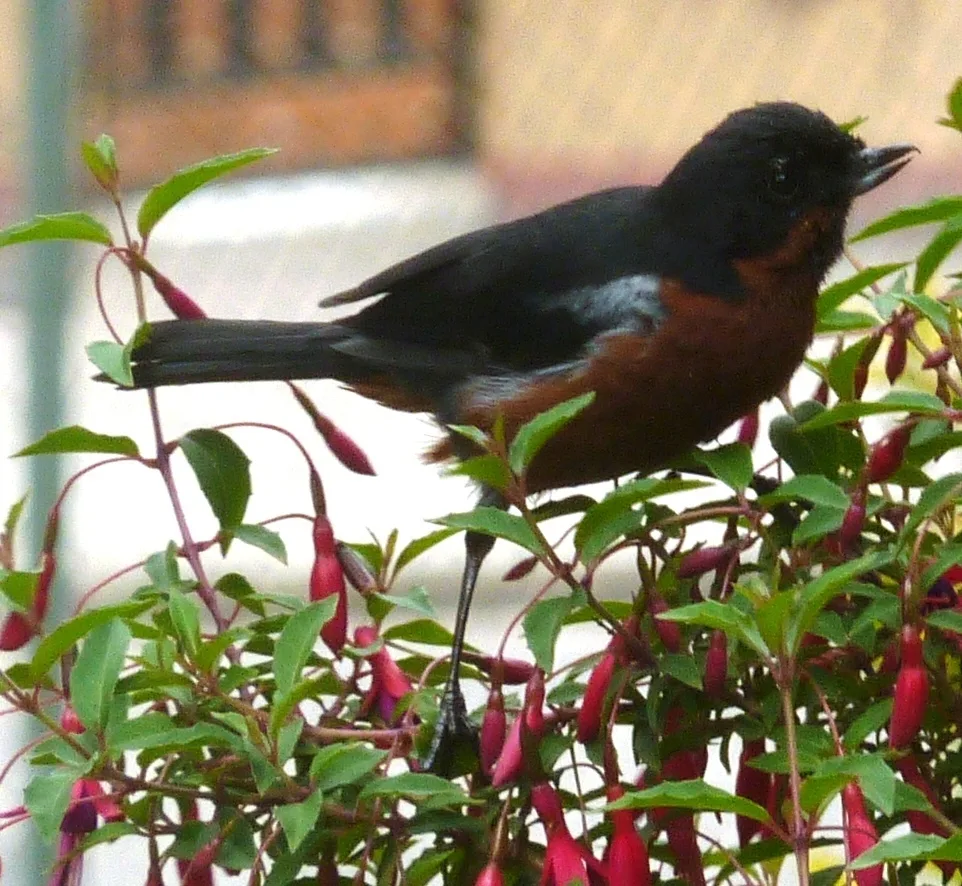 黑喉刺花鸟(Diglossa brunneiventris)