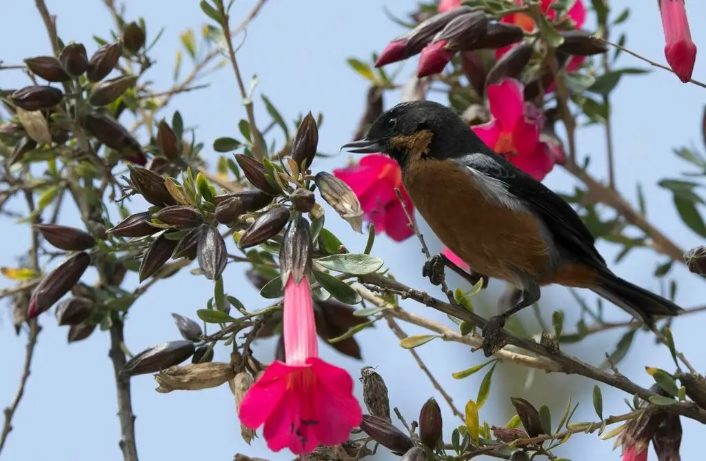 黑喉刺花鸟(Diglossa brunneiventris)