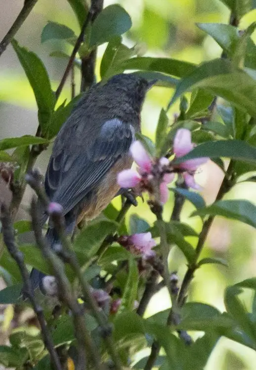 黑喉刺花鸟(Diglossa brunneiventris)