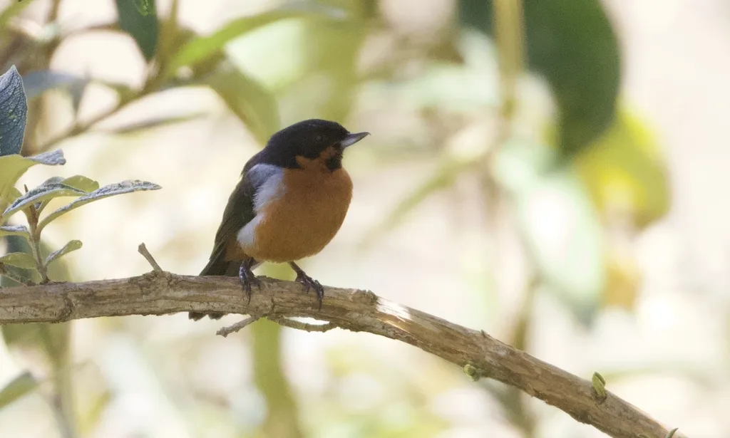 黑喉刺花鸟(Diglossa brunneiventris)