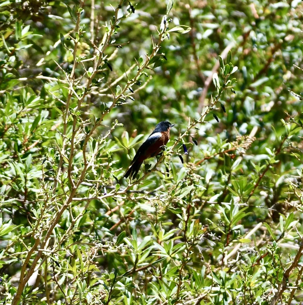 黑喉刺花鸟(Diglossa brunneiventris)