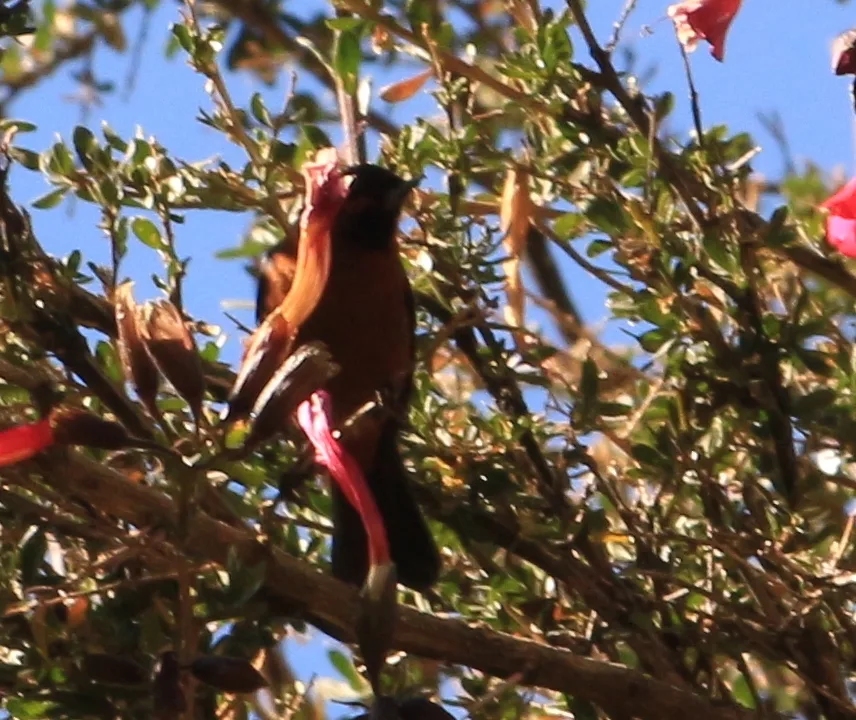黑喉刺花鸟(Diglossa brunneiventris)