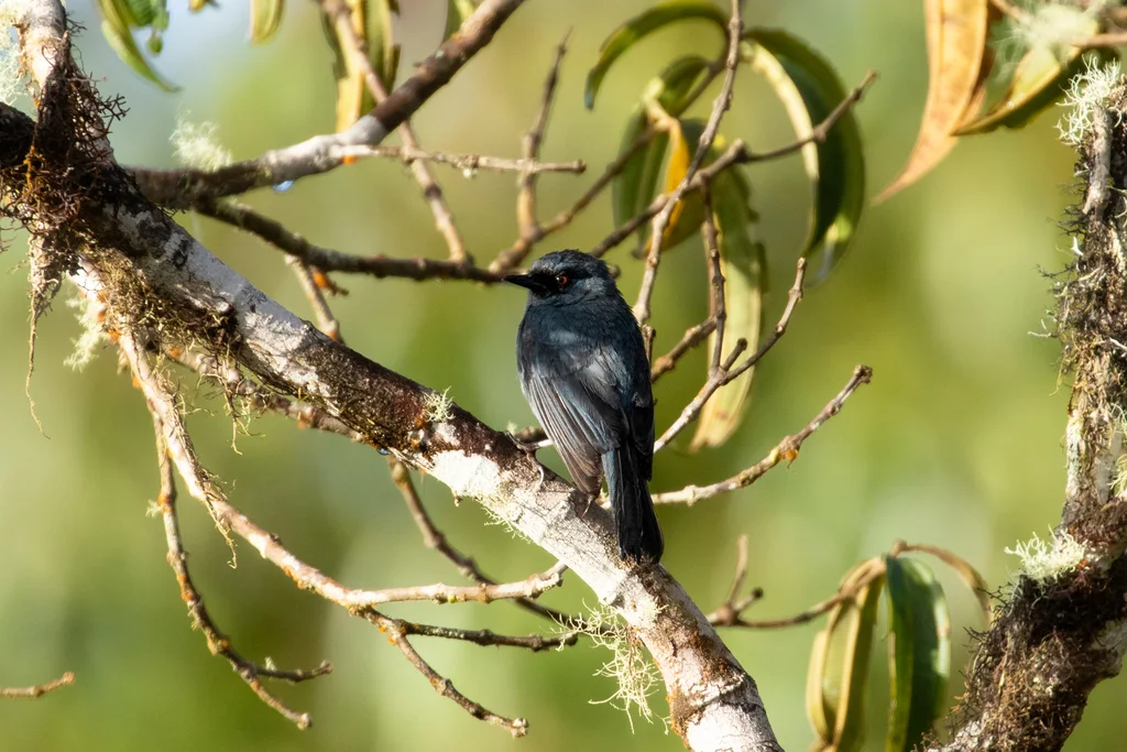浅蓝刺花鸟(Diglossa caerulescens)