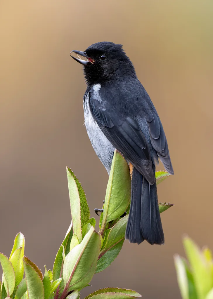 乌背刺花鸟(Diglossa carbonaria)