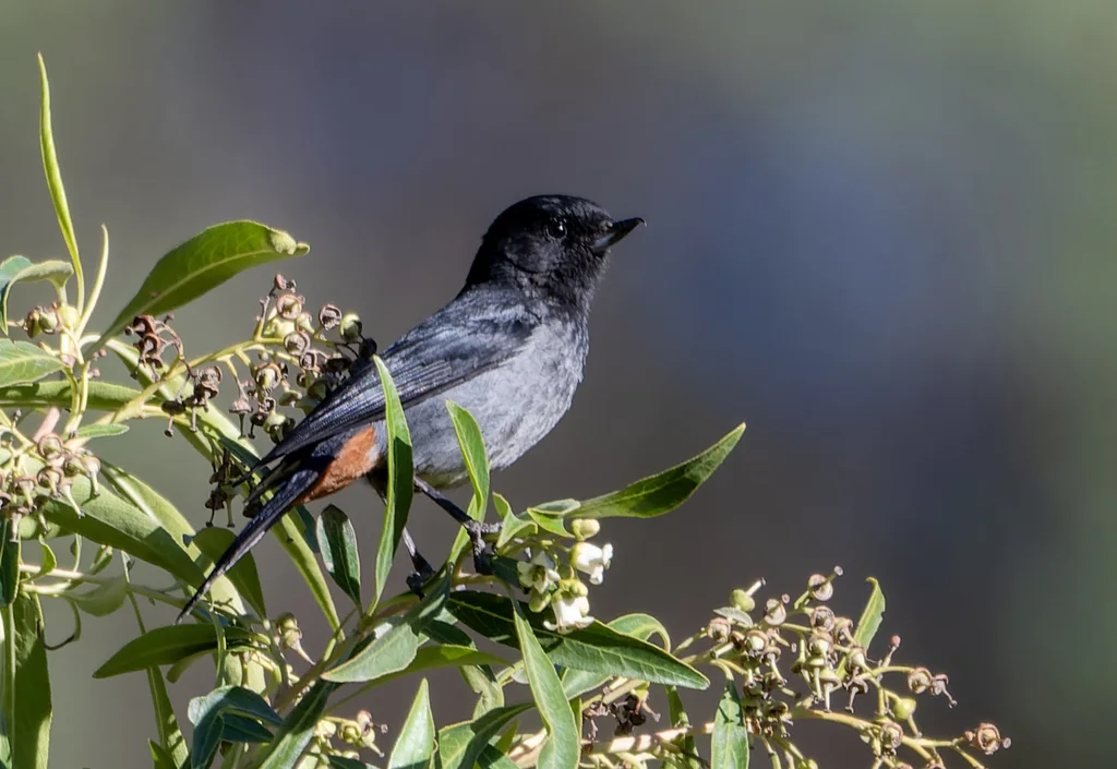 乌背刺花鸟(Diglossa carbonaria)