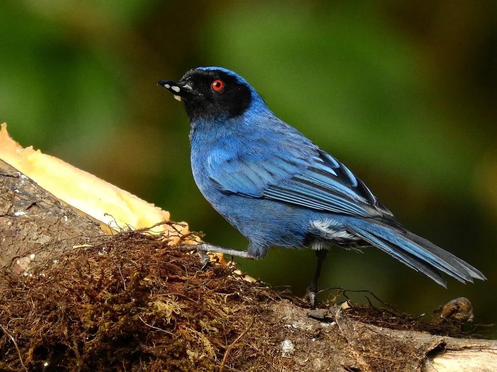 花脸刺花鸟(Diglossa cyanea)