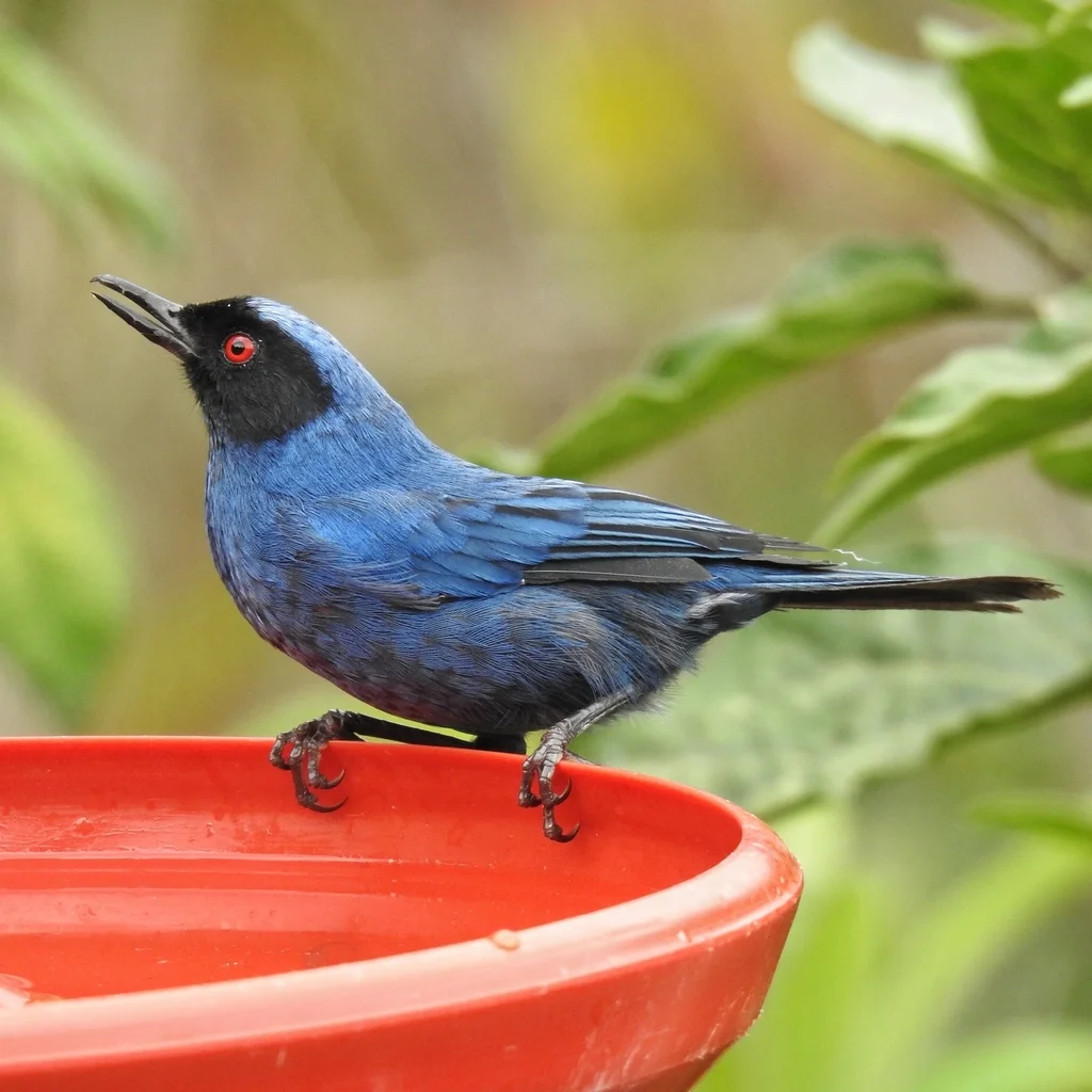 花脸刺花鸟(Diglossa cyanea)