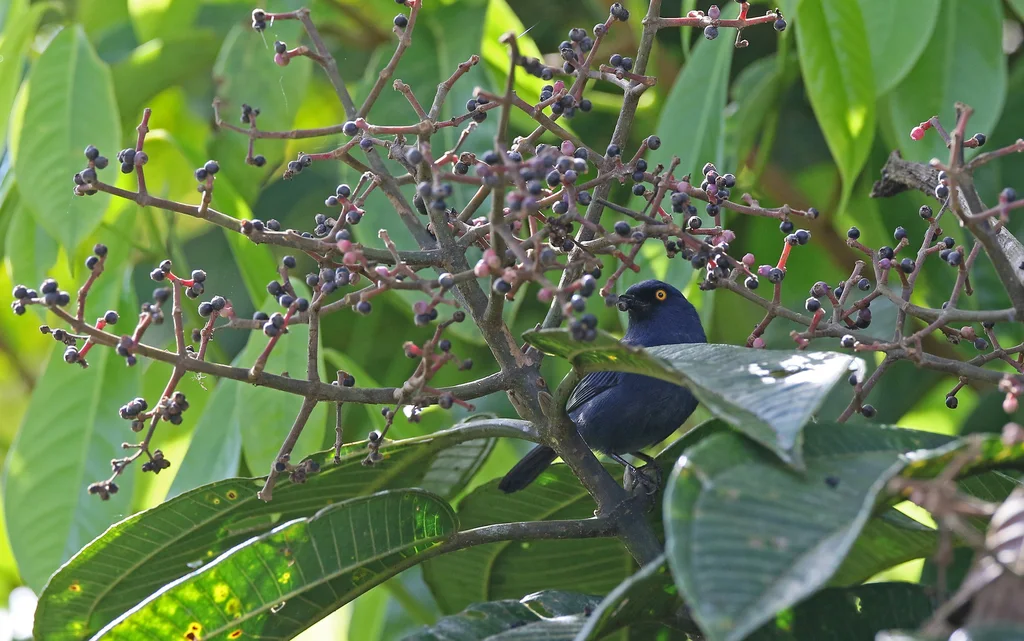 蓝刺花鸟（Diglossa glauca）