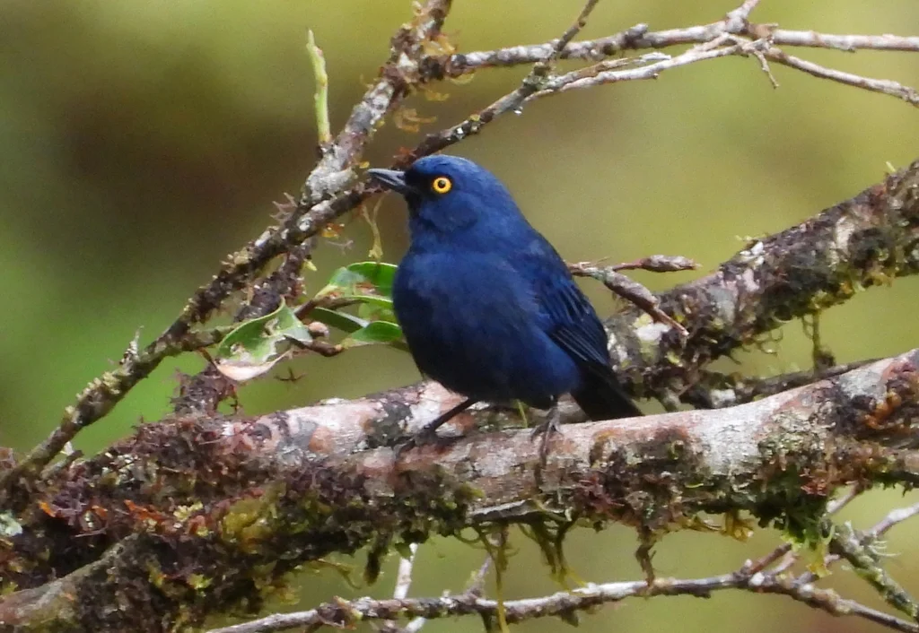 蓝刺花鸟（Diglossa glauca）