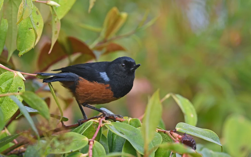 栗腹刺花鸟(Diglossa gloriosissima)