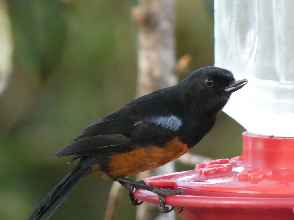 栗腹刺花鸟(Diglossa gloriosissima)